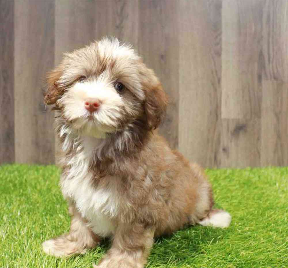 Image of a pet breed in the gallery