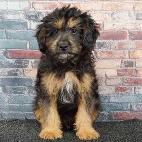 Cavapoo