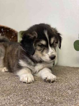 Siberian Husky-Golden Retriever