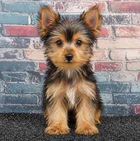 Yorkie