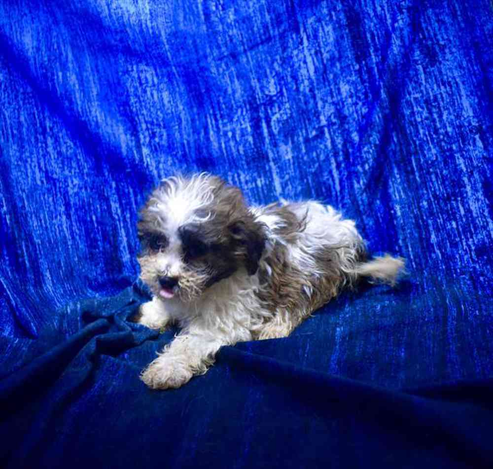 carousel pet images