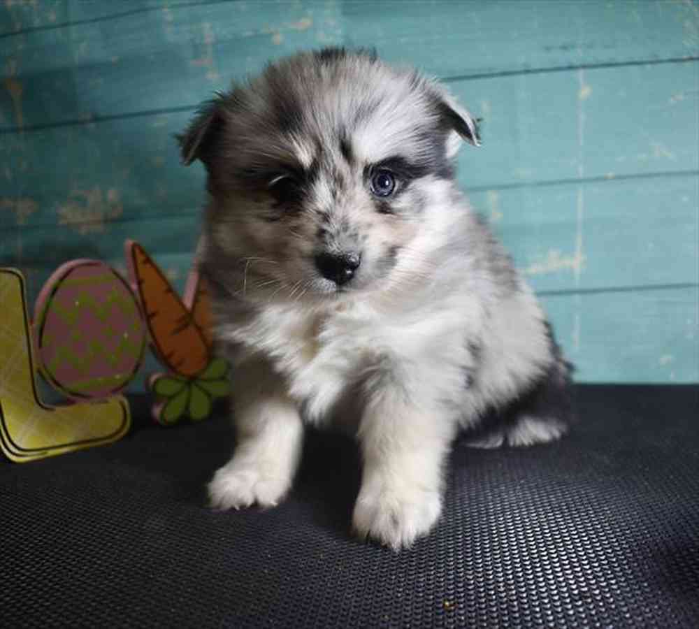 carousel pet images