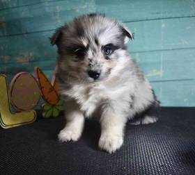 Pomsky