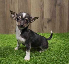 Chihuahua