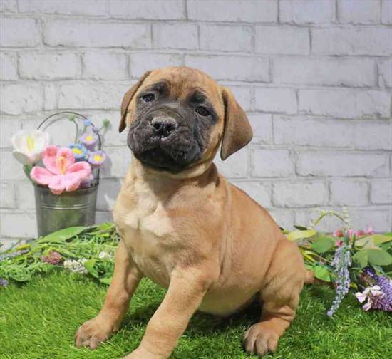 Bullmastiff