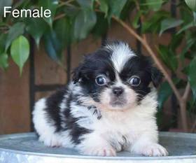 Pekingese