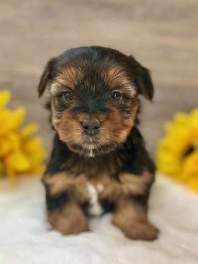 Yorkie