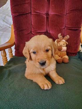 Golden Retriever