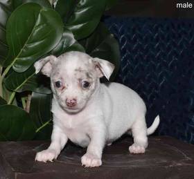 Chihuahua