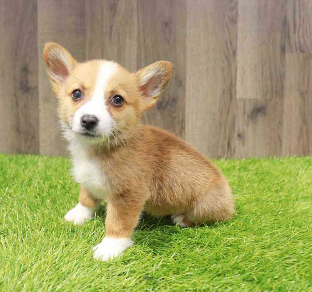 Image of a pet breed in the gallery