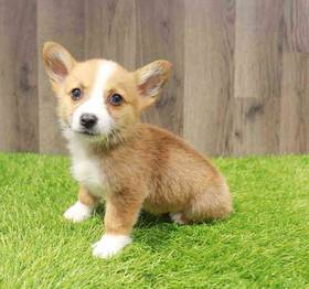 Pembroke Welsh Corgi