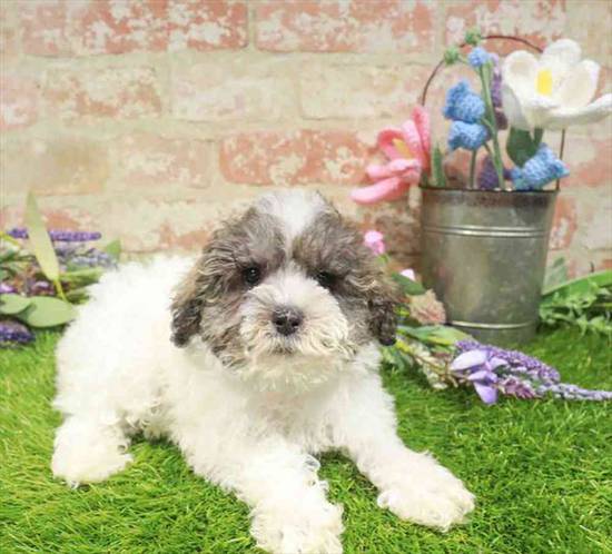 Schnoodle