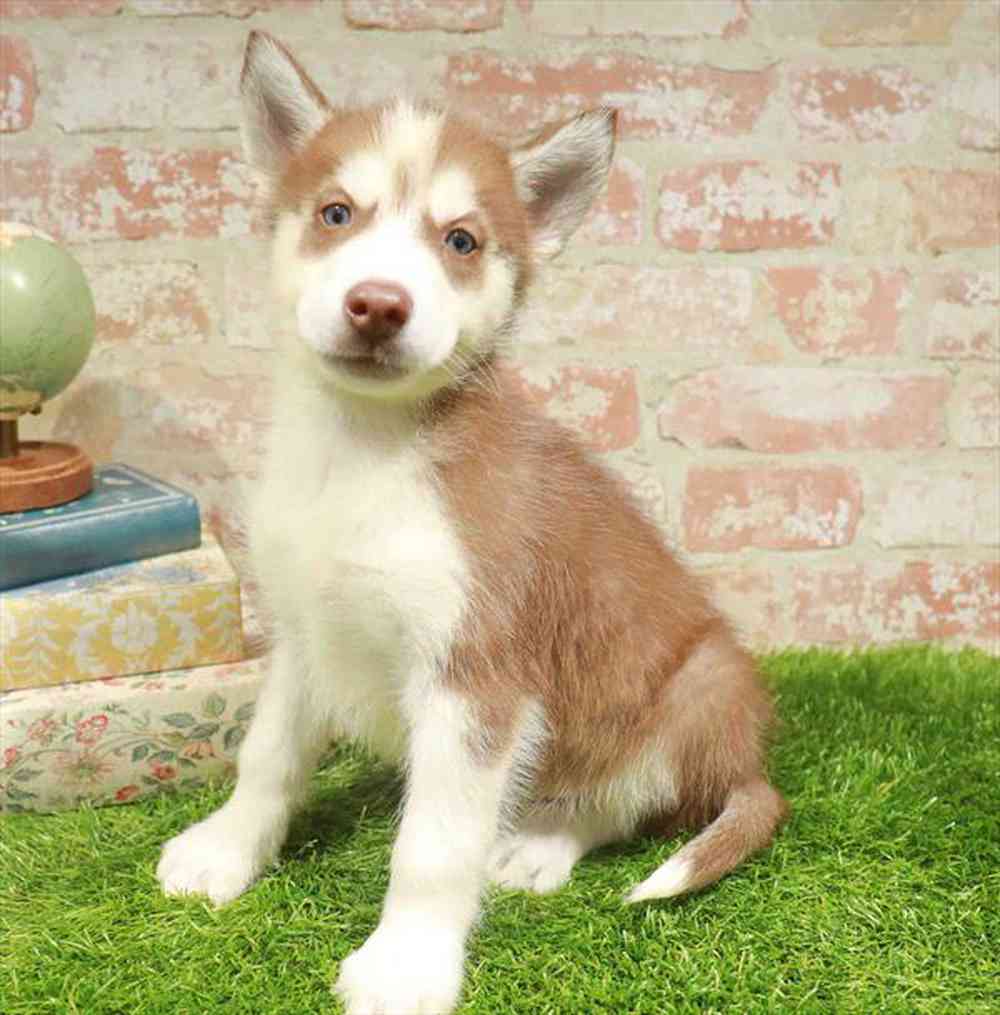 carousel pet images