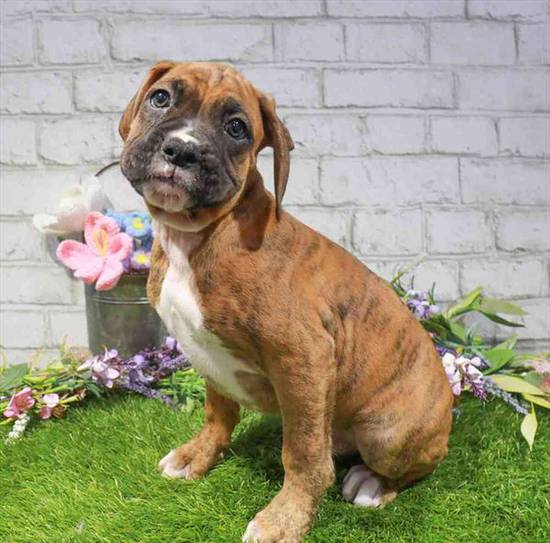 Boxer