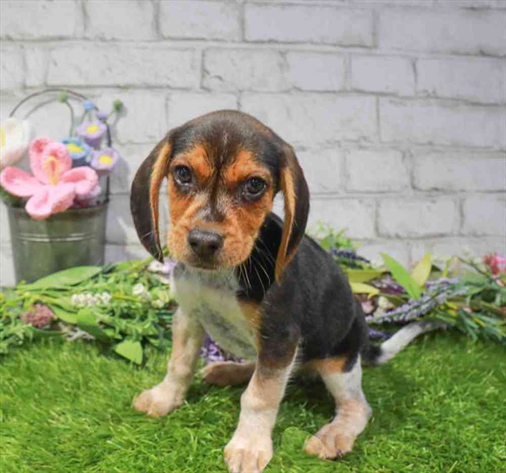 carousel pet images
