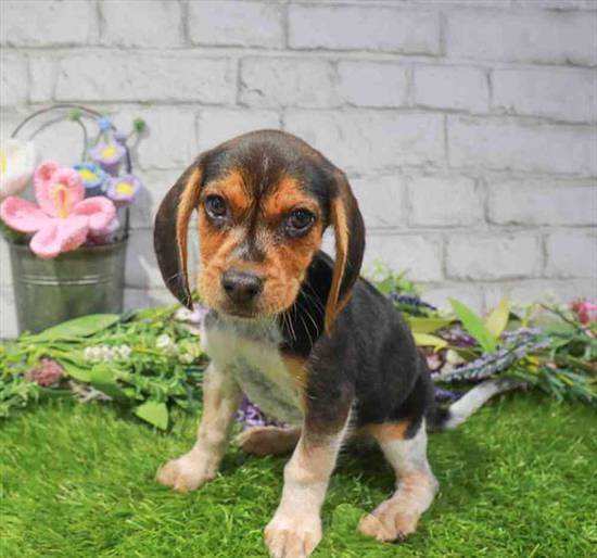 Beagle