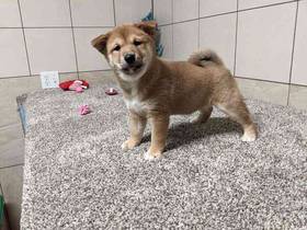 Shiba Inu