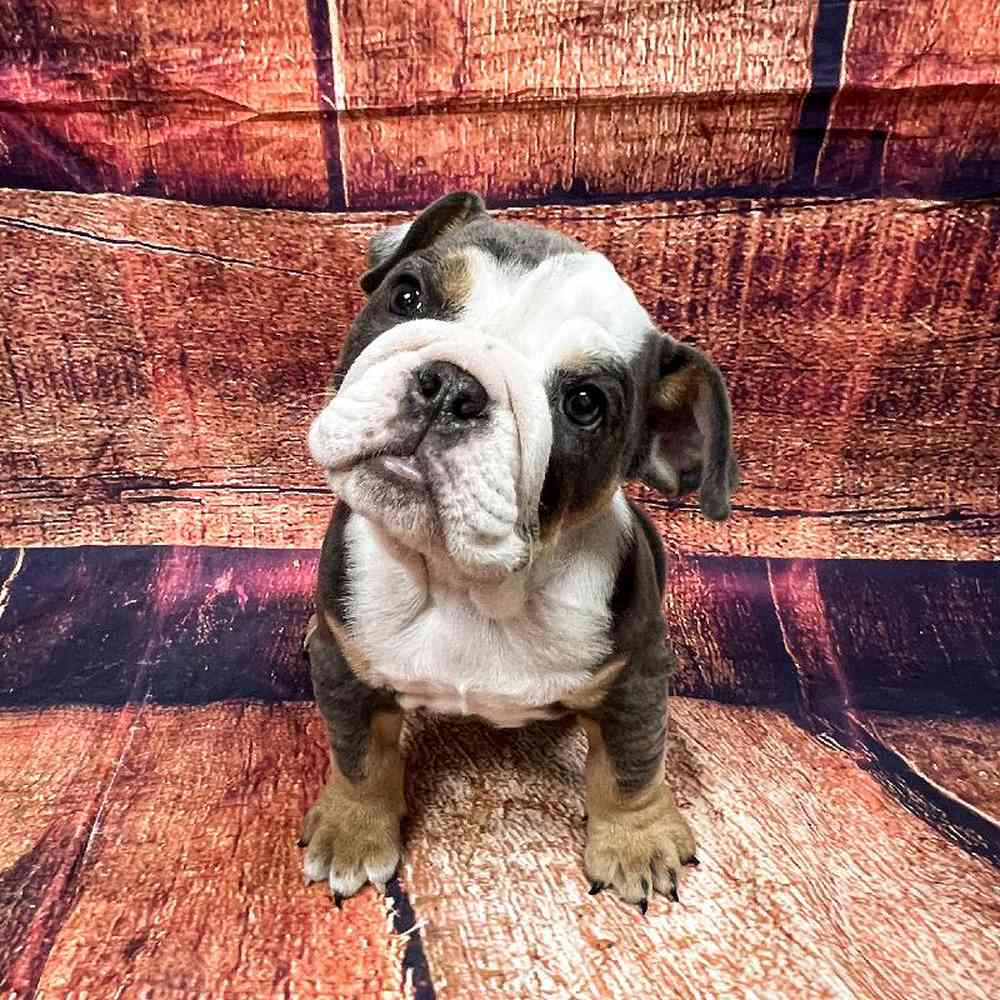 carousel pet images