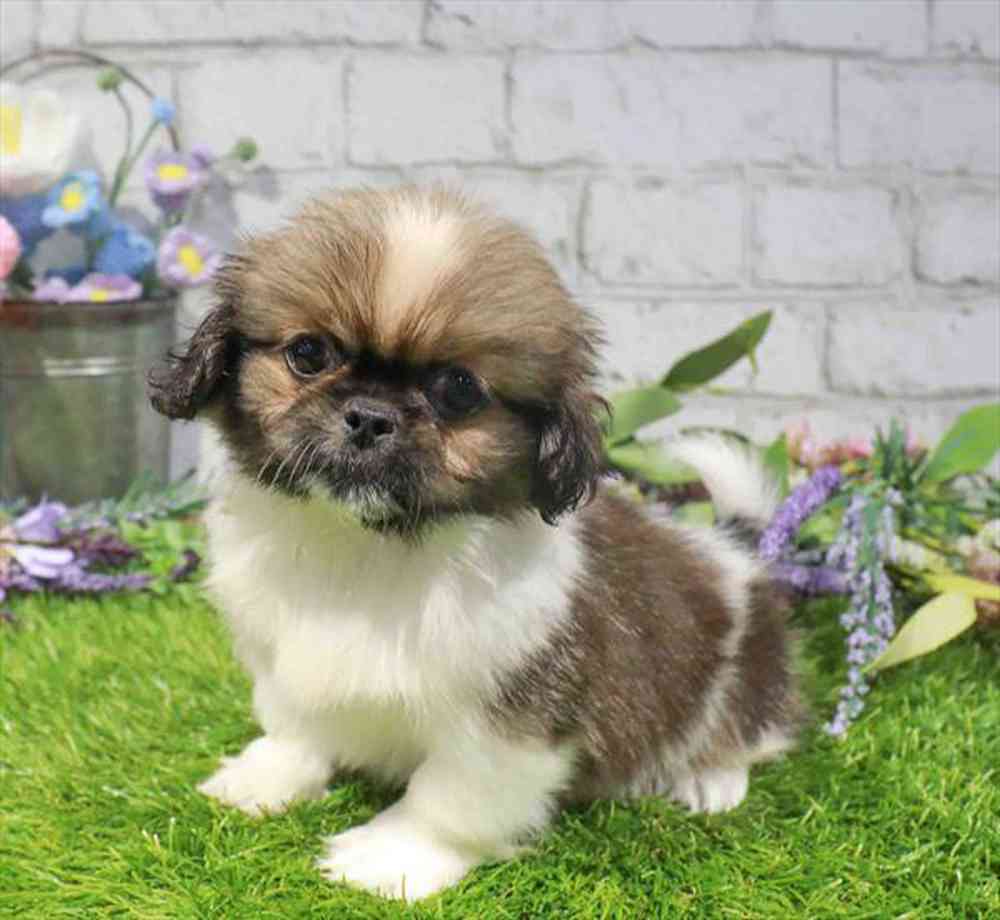 carousel pet images