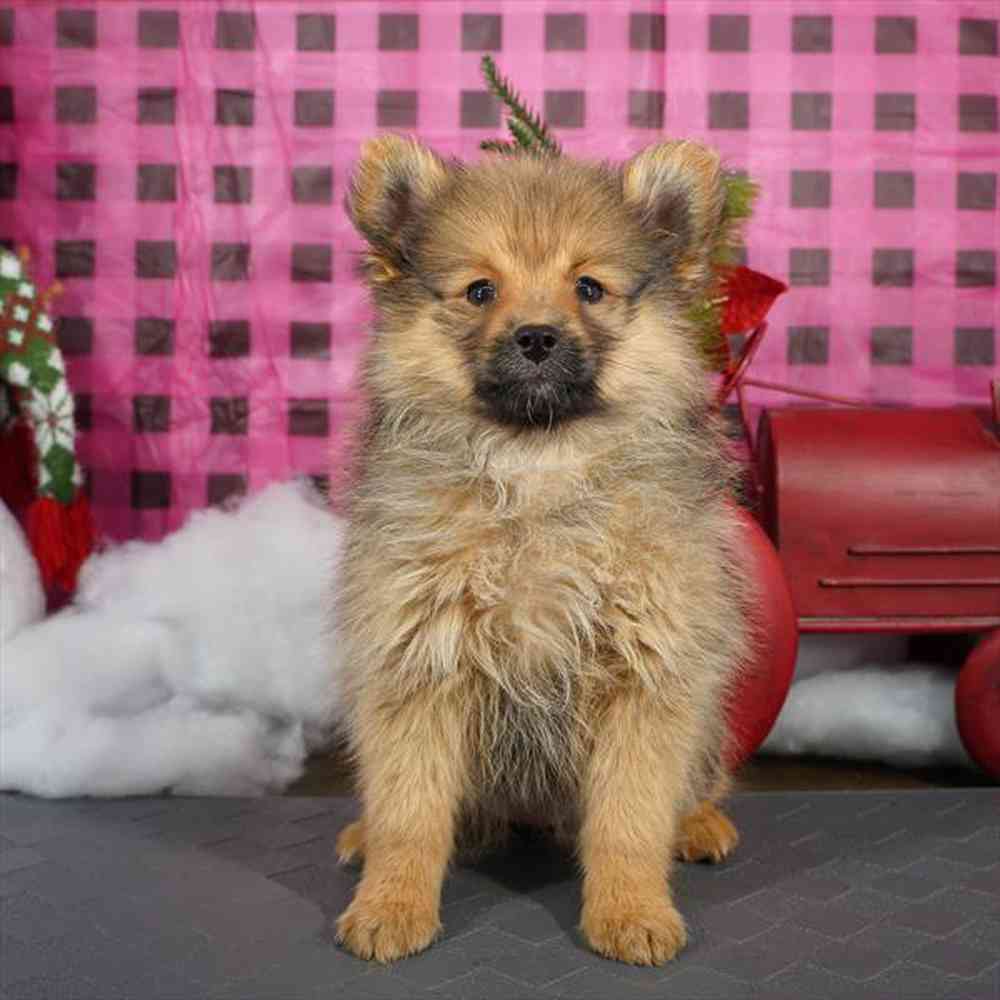 carousel pet images
