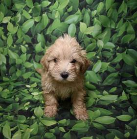 Maltipoo