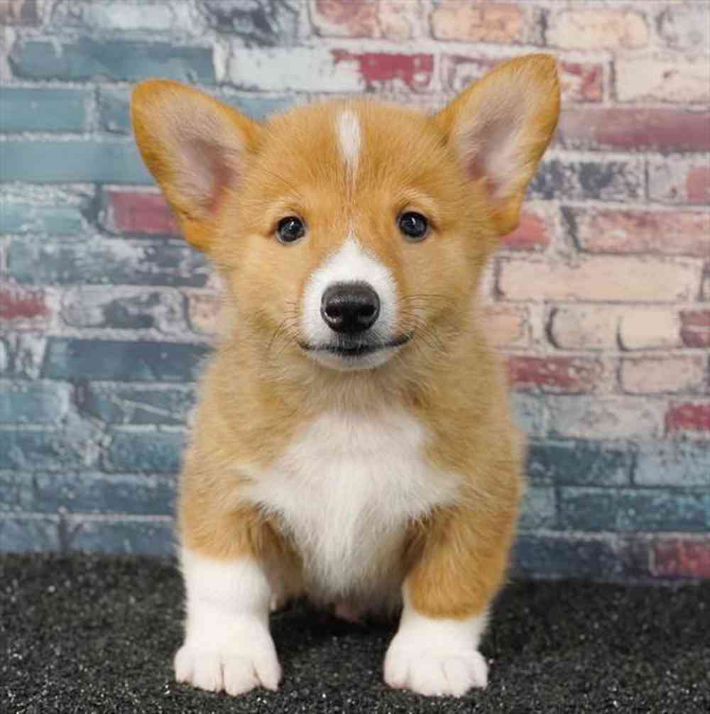 carousel pet images