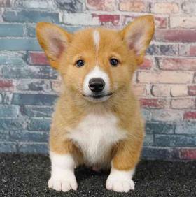 Pembroke Welsh Corgi