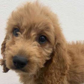 Mini Goldendoodle