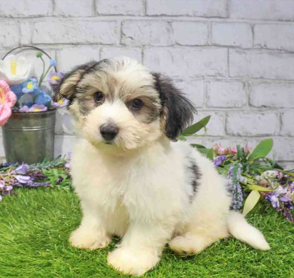 carousel pet images
