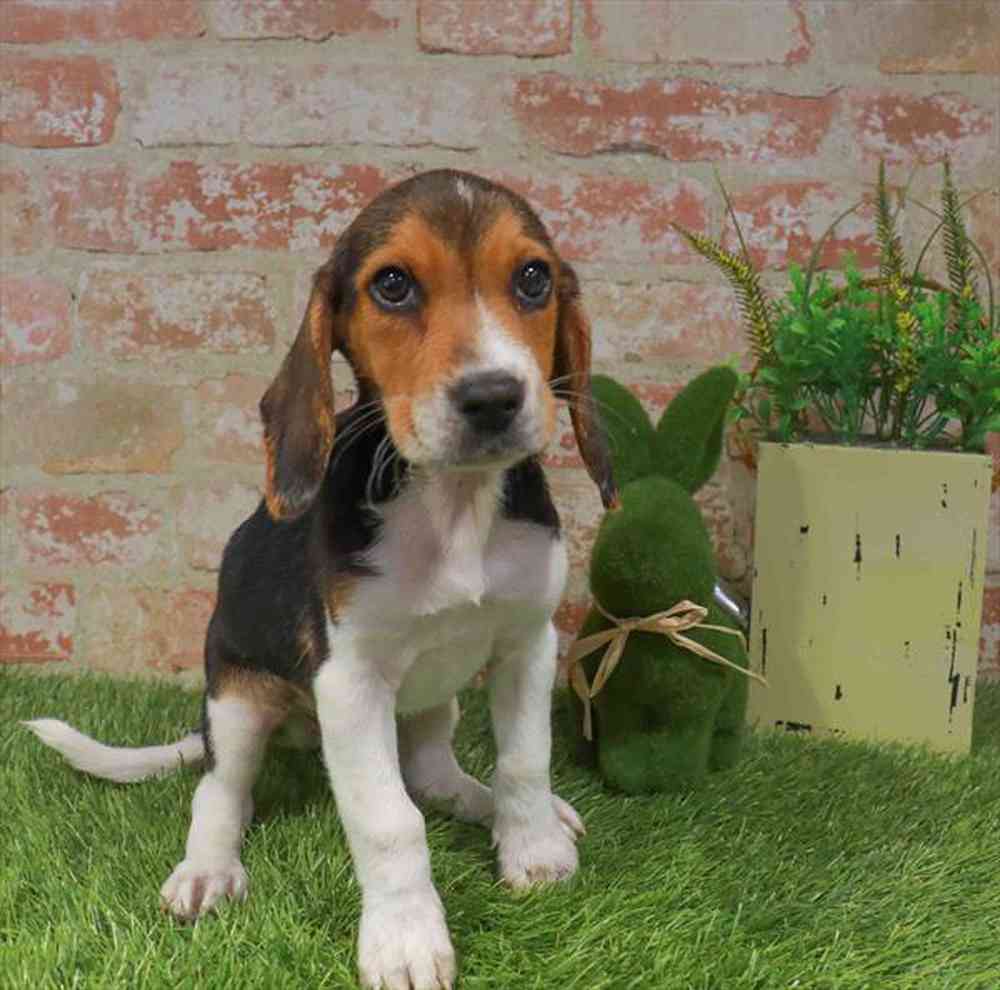 Image of a pet breed in the gallery