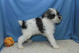 Schnoodle
