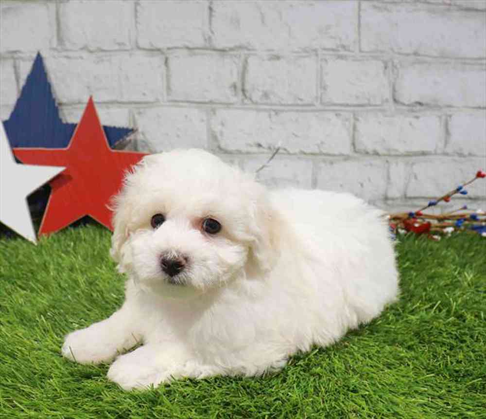 Image of a pet breed in the gallery