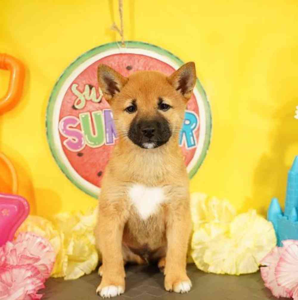 carousel pet images