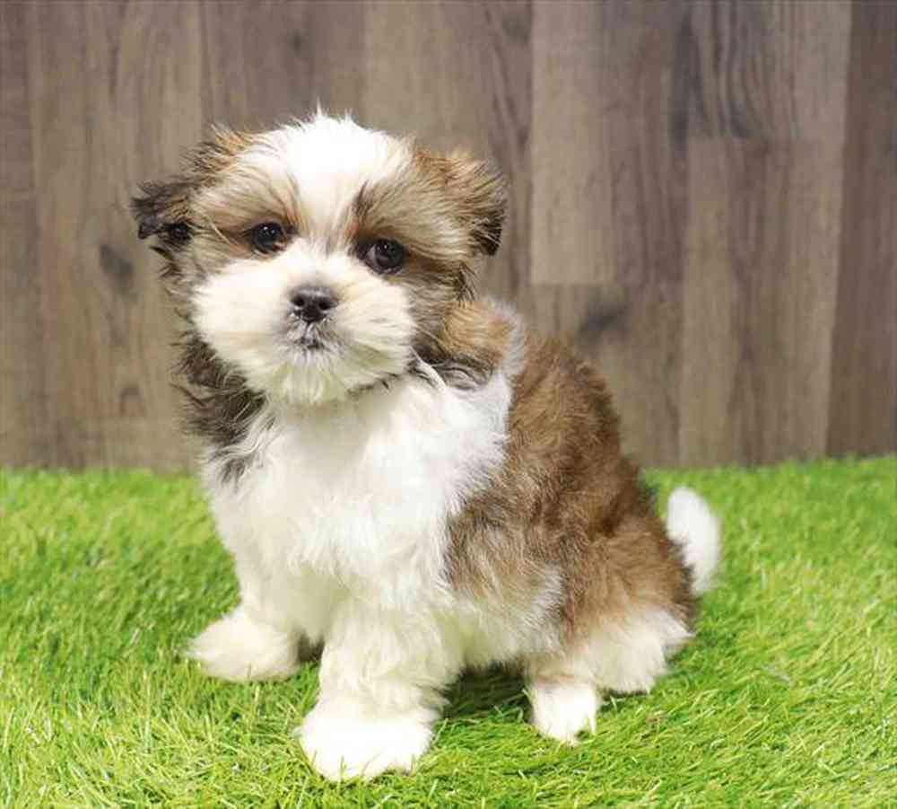 carousel pet images