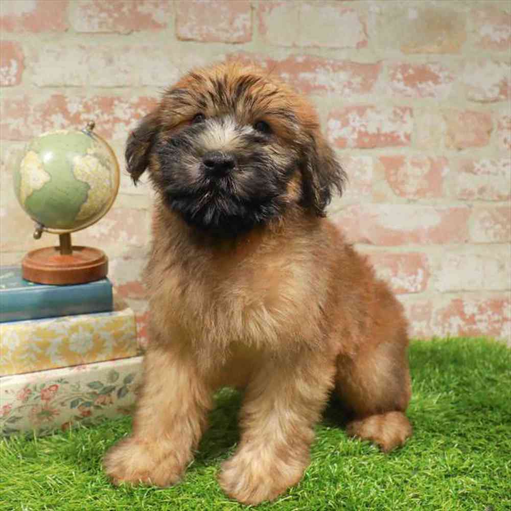 carousel pet images