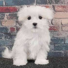 Maltese