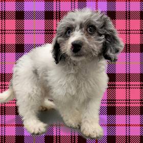 Schnoodle
