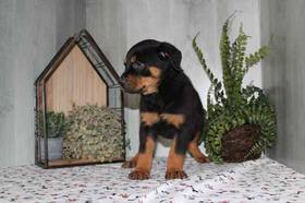 Rottweiler
