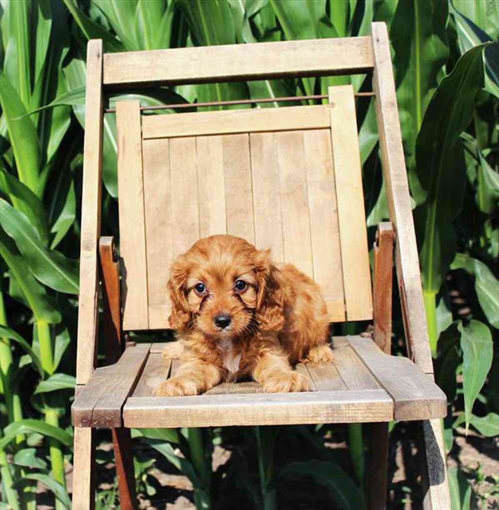 carousel pet images