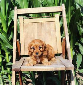 Cavapoo