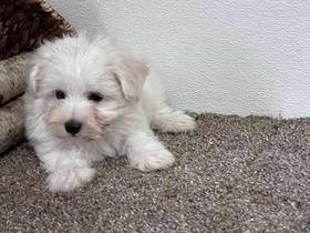 Maltese