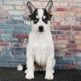Alaskan Klee Kai