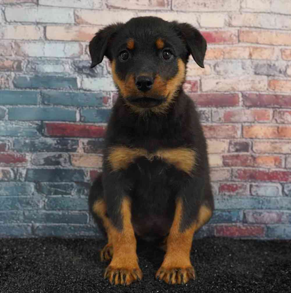 carousel pet images