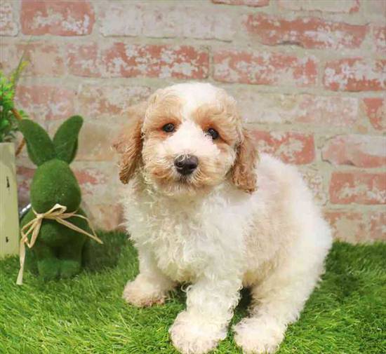 Poodle