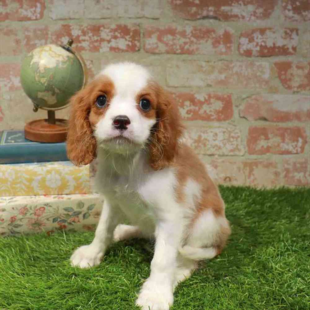 carousel pet images