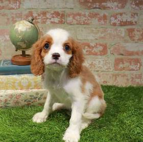 Cavalier King Charles Spaniel