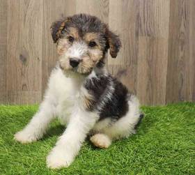 Wirehair Fox Terrier