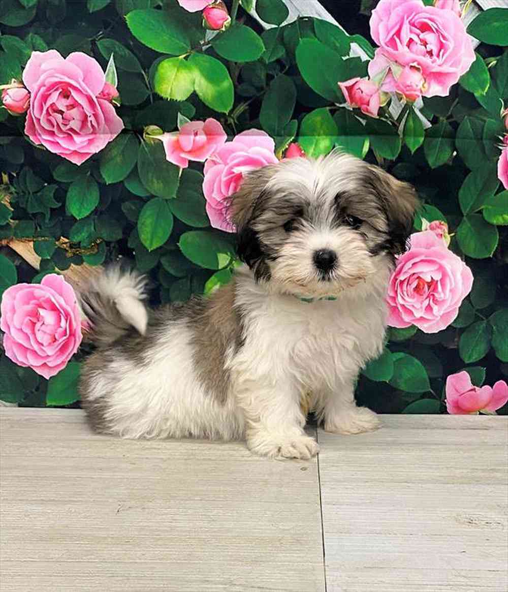 carousel pet images