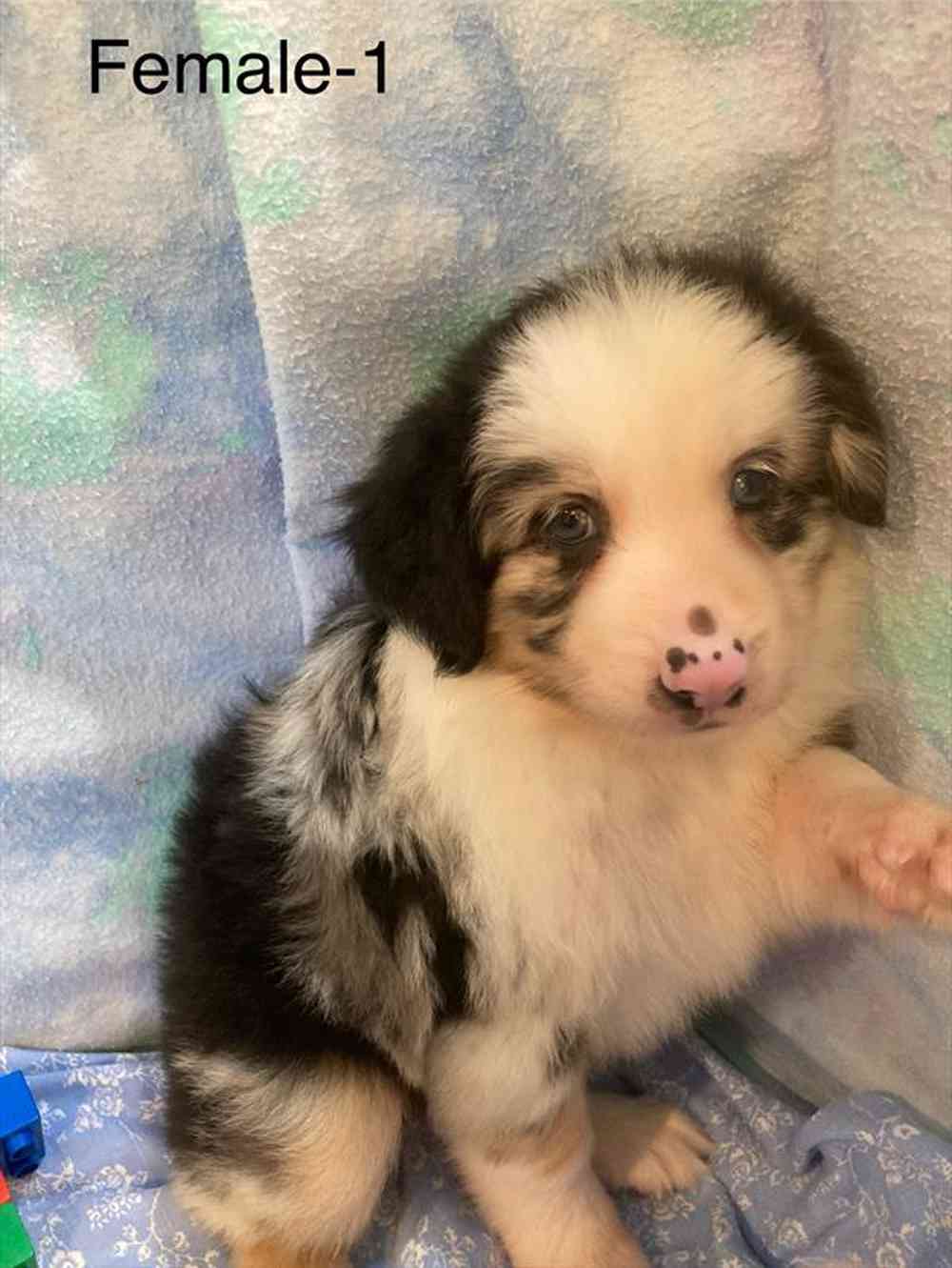 carousel pet images