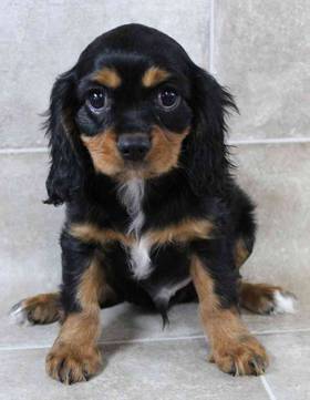 Cavalier King Charles Spaniel